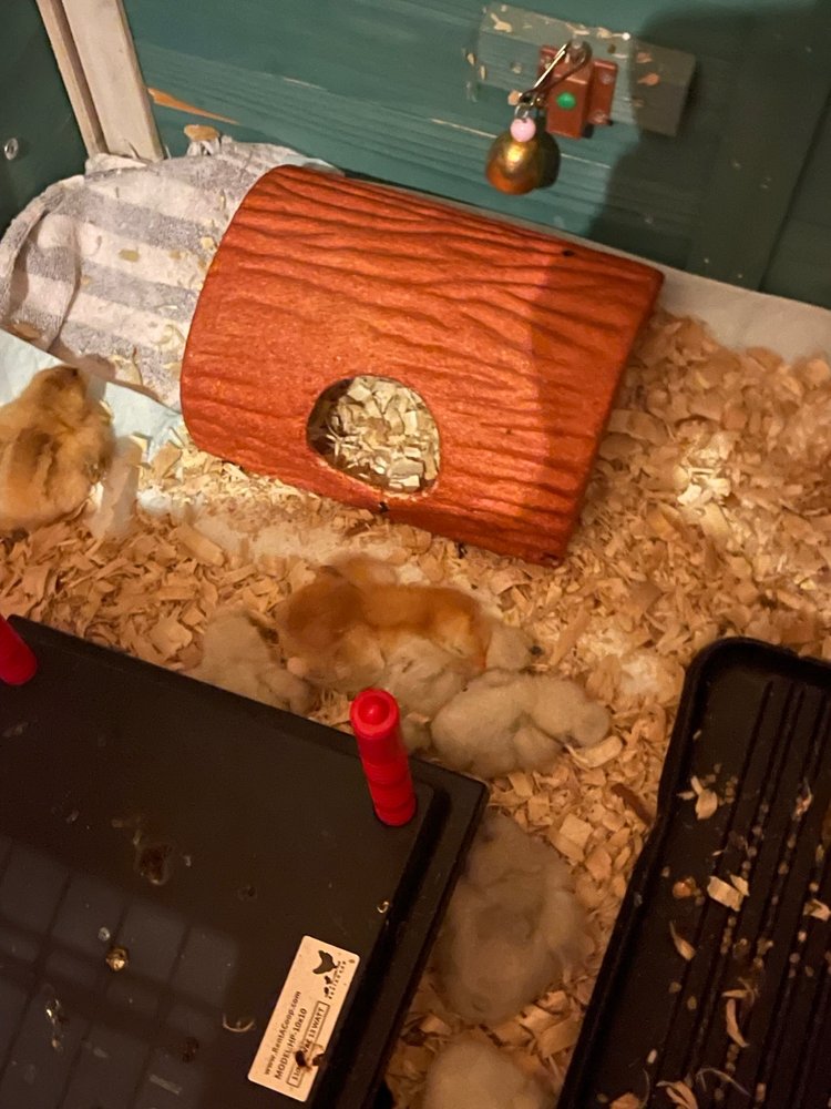 CHICKENS GALORE Updated August 2024 99 Photos & 105 Reviews 4291 Valley View, Norco