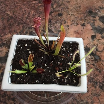 Pastorino's Flowers - Our 3 new and only pets! Perfect for kids! - Florists Near Me - Half Moon Bay, California