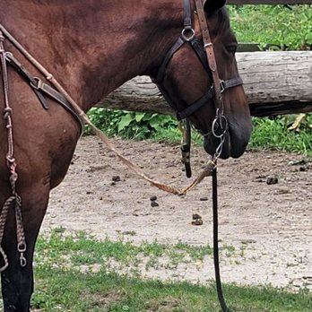 Dan Patch Stables - Horse - Horseback Riding Near Me Dan Patch Stables - Horse - Horseback Riding Near Me