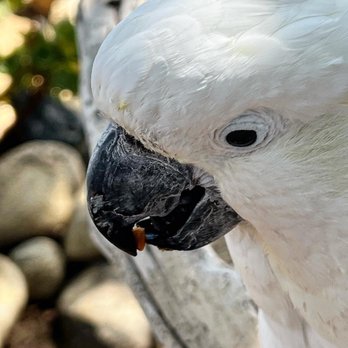 Free Flight - Animal Shelters Near Me - Del Mar, California Free Flight - Animal Shelters Near Me - Del Mar, California