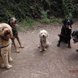 Dogs of Berkeley : well behaved on the trail Dogs of Berkeley : well behaved on the trail