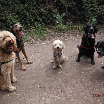 Dogs of Berkeley - Dogs of Berkeley : well behaved on the trail - Pet Boarding Near Me - Berkeley, California Dogs of Berkeley - Dogs of Berkeley : well behaved on the trail - Pet Boarding Near Me - Berkeley, California