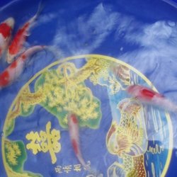 Bonsai Koi Ponds