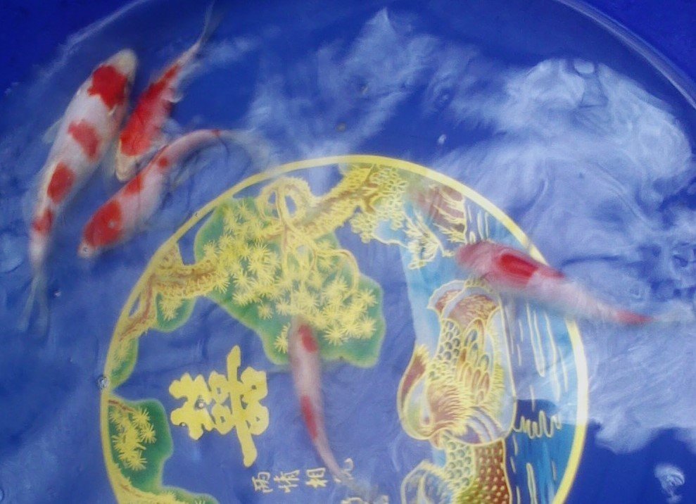 Bonsai Koi Ponds - koi in Pinellas Park, FL