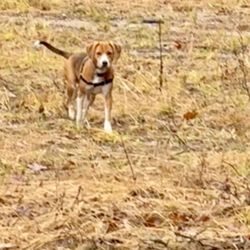 Animal Rescue Rhode Island