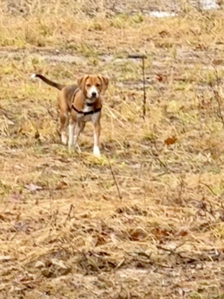 ANIMAL RESCUE RHODE ISLAND Updated September 2024 11 Reviews 506B