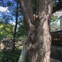 Photo of B & E Tree Service