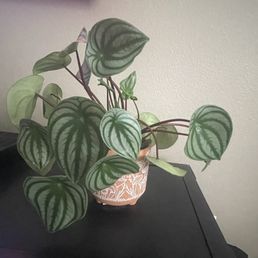 Peperomia watermelon, plant and pot purchased at shop Peperomia watermelon, plant and pot purchased at shop