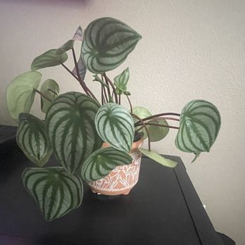 The Growing Groves Plant Shop - Peperomia watermelon, plant and pot purchased at shop - Nurseries & Gardening Near Me - Davis, California The Growing Groves Plant Shop - Peperomia watermelon, plant and pot purchased at shop - Nurseries & Gardening Near Me - Davis, California