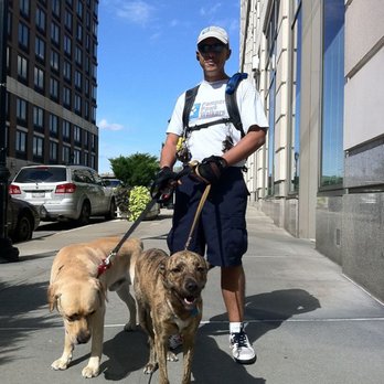 Pampered Paws Walkers - Cristian walking the pups - Dog Walkers Near Me Pampered Paws Walkers - Cristian walking the pups - Dog Walkers Near Me