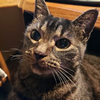 Animal Medical Center - Sweet little EllieCat - Veterinarians Near Me - Marshfield, Missouri Animal Medical Center - Sweet little EllieCat - Veterinarians Near Me - Marshfield, Missouri