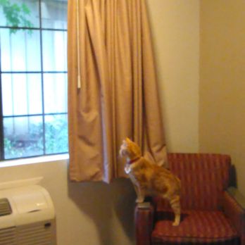Red Roof Inn - Pet friendly! Plastic-like curtains. - Hotels Near Me - San Dimas, California Red Roof Inn - Pet friendly! Plastic-like curtains. - Hotels Near Me - San Dimas, California