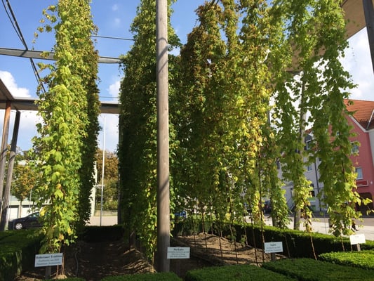 Deutsches Hopfenmuseum by null