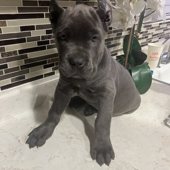 Rumsen Power Kennels - 8wk bbygirl * - Pet Breeders Near Me - Fontana, California Rumsen Power Kennels - 8wk bbygirl * - Pet Breeders Near Me - Fontana, California