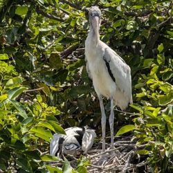 Wakodahatchee Wetlands - Nesting
