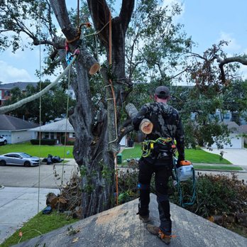 Branching Out - Safety is very important - Tree Services Near Me Branching Out - Safety is very important - Tree Services Near Me