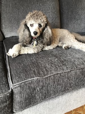 Overnight Boarding - Unlike big kennels where animals can become lost in the pack, we provided in-home care with personalized, individual attention Overnight Boarding - Unlike big kennels where animals can become lost in the pack, we provided in-home care with personalized, individual attention
