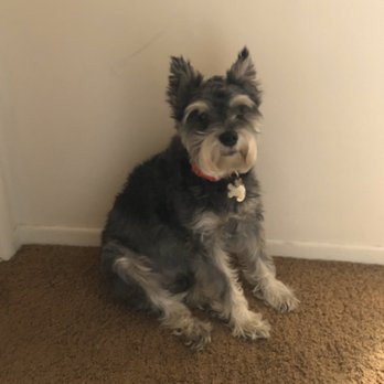Pet Strands Grooming - Shotzi before picture- way over due for a haircut! - Pet Groomers Near Me - Orange, California