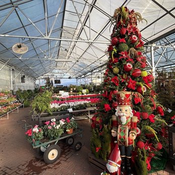 Buchanan's Native Plants - Christmas Cheer! - Nurseries & Gardening Near Me - Houston, Texas Buchanan's Native Plants - Christmas Cheer! - Nurseries & Gardening Near Me - Houston, Texas