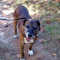 Libby Hill Trails - Even old dogs like these trails