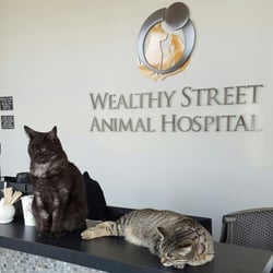 Wealthy Street Animal Hospital - Edgar & Phoebe working hard!