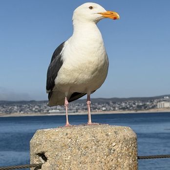 San Carlos Beach - Seagull - Beaches Near Me - Monterey, California San Carlos Beach - Seagull - Beaches Near Me - Monterey, California