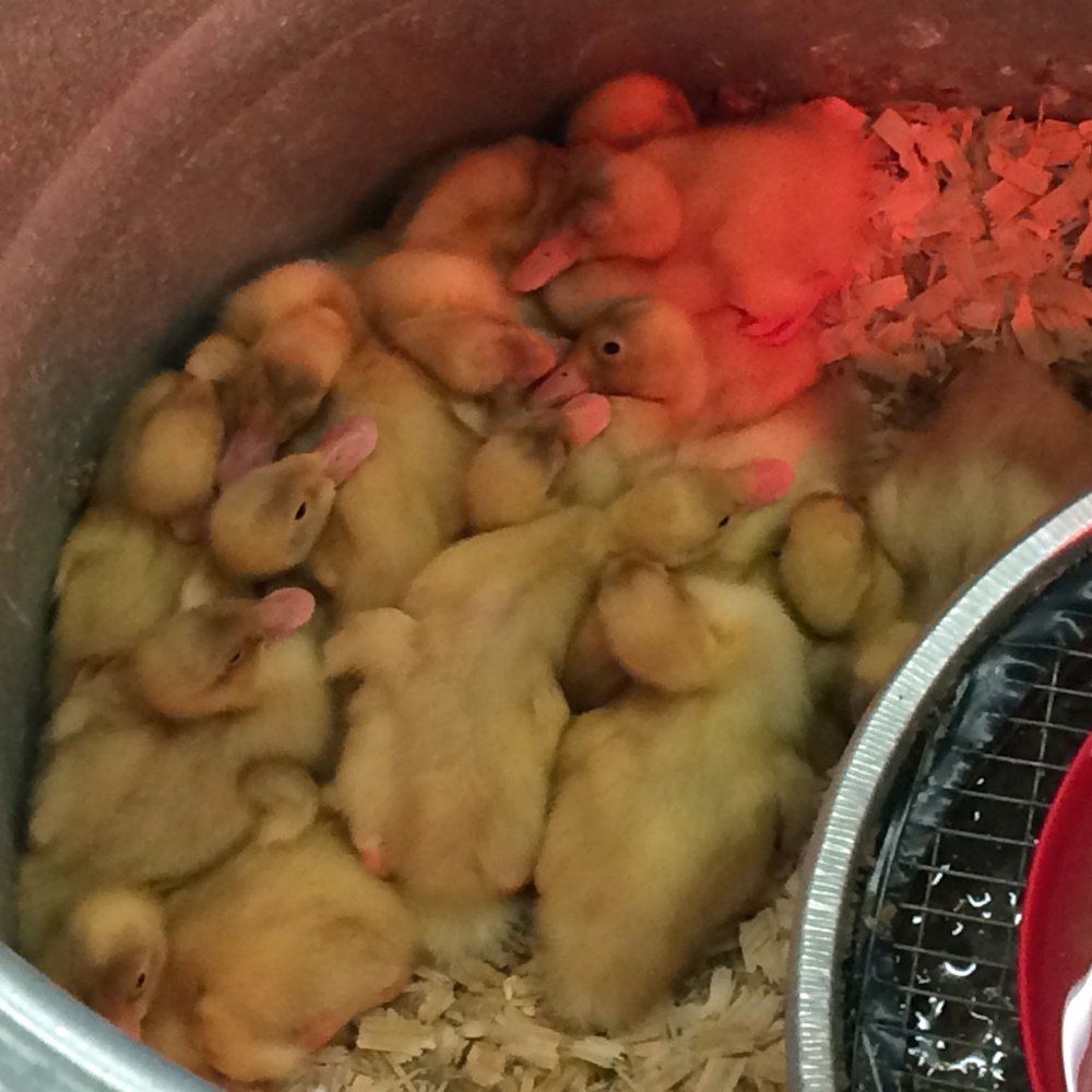 Tractor Supply - Ducks! - Department Stores Near Me - Hudsonville, Michigan