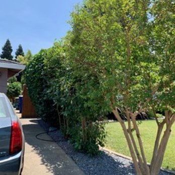QD LANDSCAPING  - After:  Bush was 2 feet over property line.  he cut all of it. - Gardeners Near Me