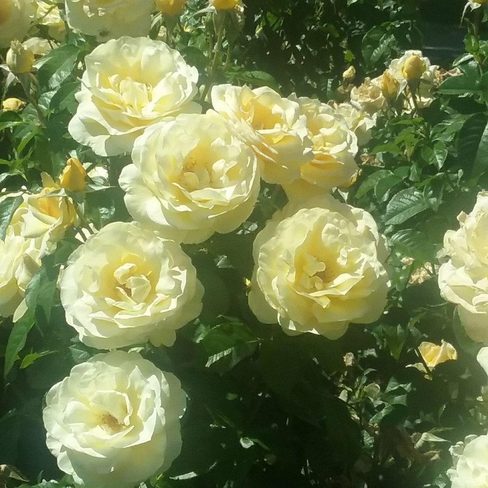 Owen Rose Garden - Parks Near Me - Eugene, Oregon Owen Rose Garden - Parks Near Me - Eugene, Oregon