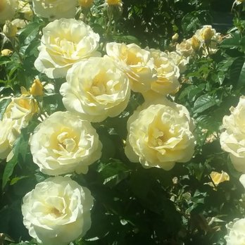 Owen Rose Garden - Parks Near Me - Eugene, Oregon