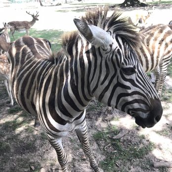 Global Wildlife Center - Zoos Near Me - Folsom, Louisiana