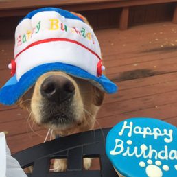Birthday dog treat for Palmer!