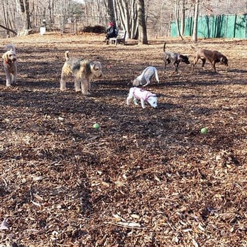 Puff & Fluff Pet Service - Medway dog park - Dog Walkers Near Me Puff & Fluff Pet Service - Medway dog park - Dog Walkers Near Me
