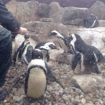 National Aviary - Penguins being fed - Zoos Near Me - Pittsburgh, Pennsylvania National Aviary - Penguins being fed - Zoos Near Me - Pittsburgh, Pennsylvania