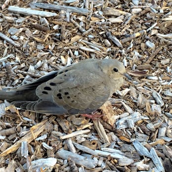 Brookside Golf Club - Wild Bird - Golf Near Me - Pasadena, California