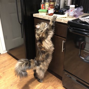Majestic Maine Coons - Pet Breeders Near Me - Cedar Hill, Texas Majestic Maine Coons - Pet Breeders Near Me - Cedar Hill, Texas