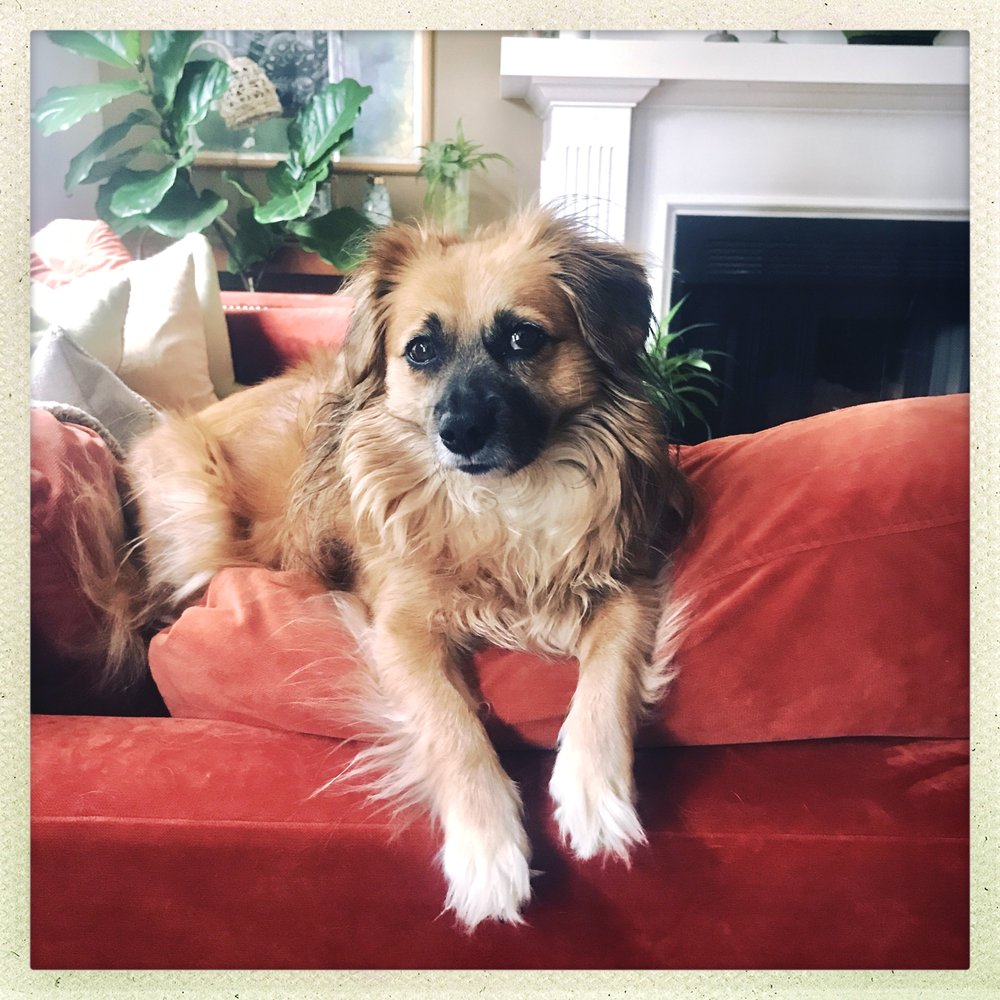 Lange Foundation - A Lange Foundation Adoptee! - Pet Adoption Near Me - Los Angeles, California Lange Foundation - A Lange Foundation Adoptee! - Pet Adoption Near Me - Los Angeles, California