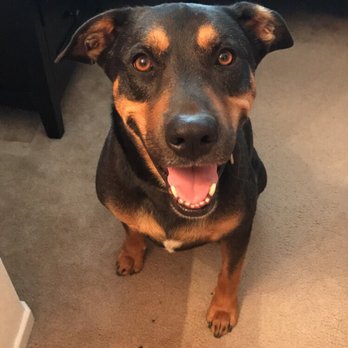 Devotion To Dogs - Spencer smiling because he is happy with the transformation! - Pet Training Near Me - El Cajon, California