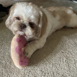Renys Department Store - Brady approves of the donut dog toy that I got @ Reny's!!