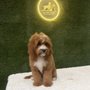 LA Pet Home