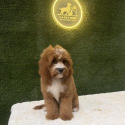 LA Pet Home - Meet Mylo! This adorable 4-month-old Cavapoo is looking extra fluffy and sweet after his grooming session at LA Pet Home in Pasadena, CA.
