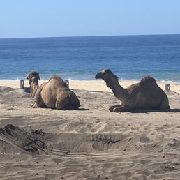 Only camel pic we got