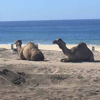 Cactus Tours - Only camel pic we got - Tours Near Me - Cabo San Lucas, BCS