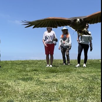 Total Raptor eXperience - Specialty Schools Near Me - La Jolla, California Total Raptor eXperience - Specialty Schools Near Me - La Jolla, California