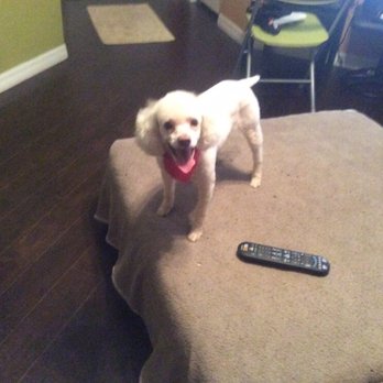 Muttlee Crew Pet Care - The best groomers in town.. Truly amazed - Pet Groomers Near Me - Kissimmee, Florida Muttlee Crew Pet Care - The best groomers in town.. Truly amazed - Pet Groomers Near Me - Kissimmee, Florida