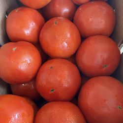 Sticky Bottom Produce - Tomatoes