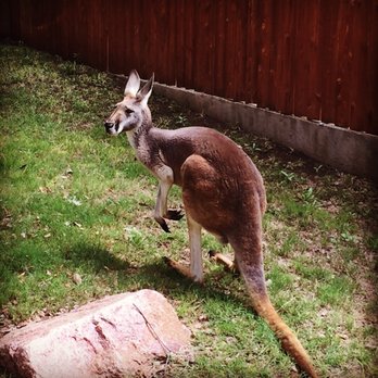 Amarillo Zoo - Zoos Near Me - Amarillo, Texas