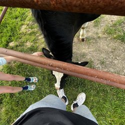 Fort Zumwalt East High School - a cow ate my shoe