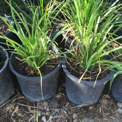 Zurita Nursery - Blue Turf Lily