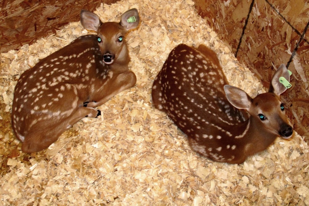 Social spots from Pasture Prime Whitetail Deer Farm